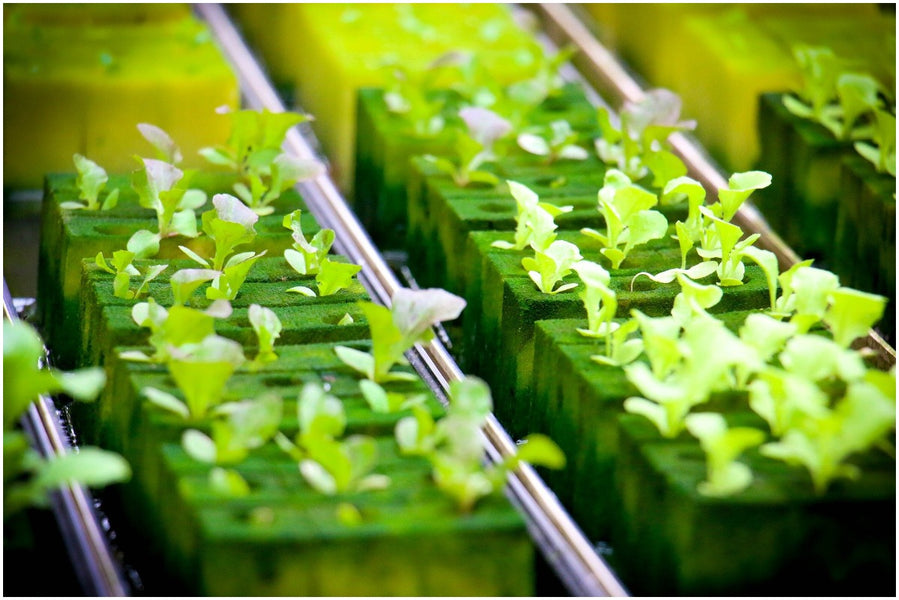 What is Hydroponics and How Much Do Hydroponic Systems Cost?